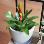 Bromelia Vriesea