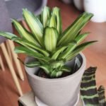 Bromelia Neoregelia Devroe