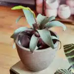 Bromelia Vriesea Saundersii