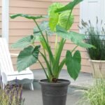 Alocasia Odora