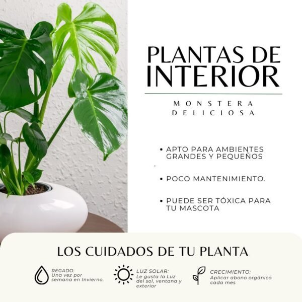 MONSTERA DELICIOSA - Imagen 3