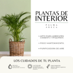PALMA ARECA - Imagen 3