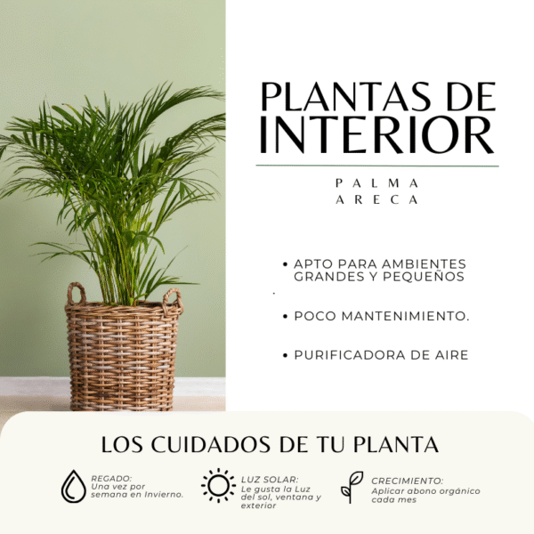 PALMA ARECA - Imagen 3