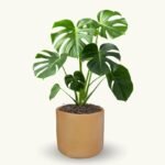 MONSTERA DELICIOSA - Imagen 8