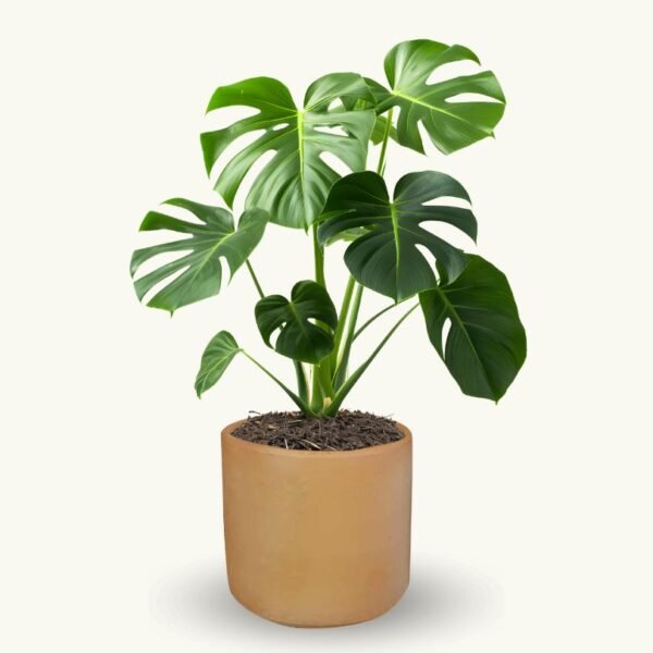 MONSTERA DELICIOSA - Imagen 8