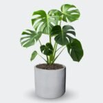 MONSTERA DELICIOSA - Imagen 9
