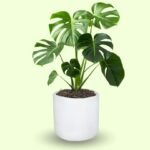 MONSTERA DELICIOSA - Imagen 7