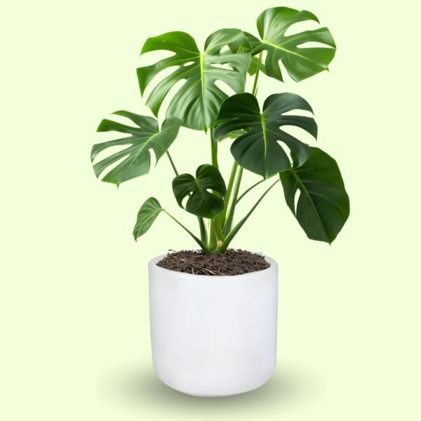 MONSTERA DELICIOSA - Imagen 7