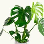 MONSTERA DELICIOSA - Imagen 4