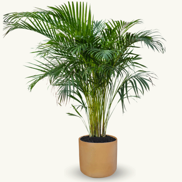 PALMA ARECA - Imagen 9