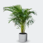 PALMA ARECA - Imagen 8