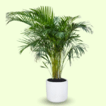 PALMA ARECA - Imagen 7
