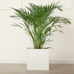PALMA ARECA - Imagen 5