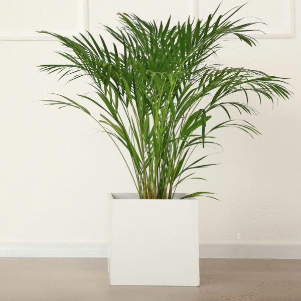 PALMA ARECA - Imagen 5