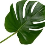 MONSTERA DELICIOSA - Imagen 5