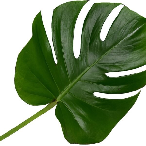MONSTERA DELICIOSA - Imagen 5