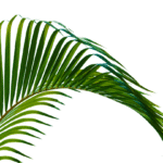 PALMA ARECA - Imagen 4