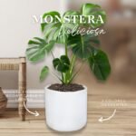 MONSTERA DELICIOSA