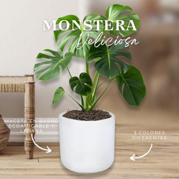 MONSTERA DELICIOSA - Imagen 1