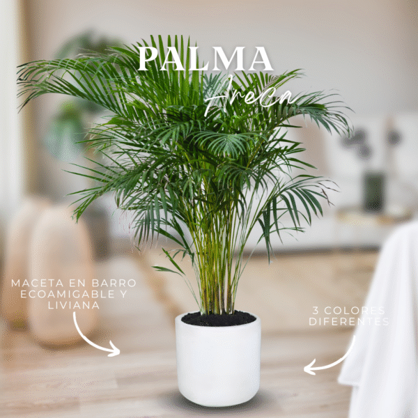 PALMA ARECA - Imagen 1