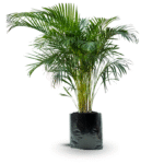 PALMA ARECA - Imagen 6