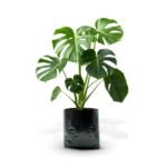 MONSTERA DELICIOSA - Imagen 6