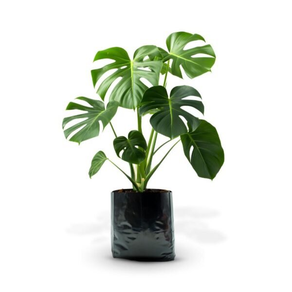 MONSTERA DELICIOSA - Imagen 6