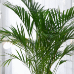 PALMA ARECA - Imagen 2