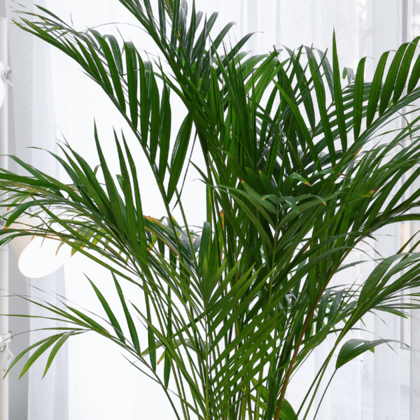PALMA ARECA - Imagen 2