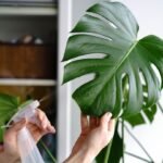 MONSTERA DELICIOSA - Imagen 2