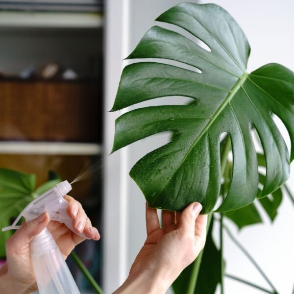 MONSTERA DELICIOSA - Imagen 2