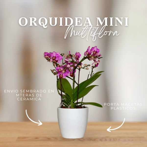 Orquídea Phalaenopsis Mini - Imagen 1