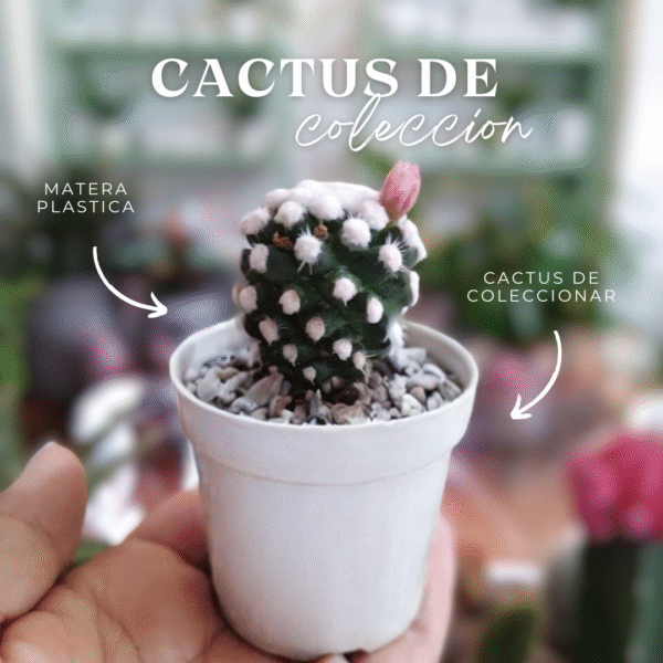 Cactus de colección (matera 5 cm) - Imagen 1