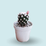 Cactus de colección (matera 5 cm) - Imagen 2