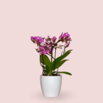 Orquídea Phalaenopsis Mini - Imagen 2