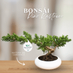 BONSAI PINO RASTRERO GRANDE