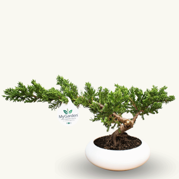 BONSAI PINO RASTRERO GRANDE - Imagen 2