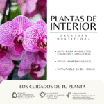 Orquídea Phalaenopsis Mini - Imagen 3