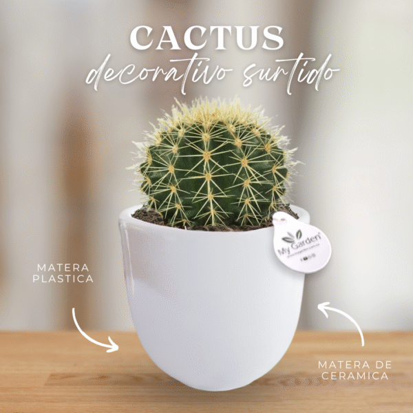 CACTUS DECORATIVO (variedades surtidas) - Imagen 1