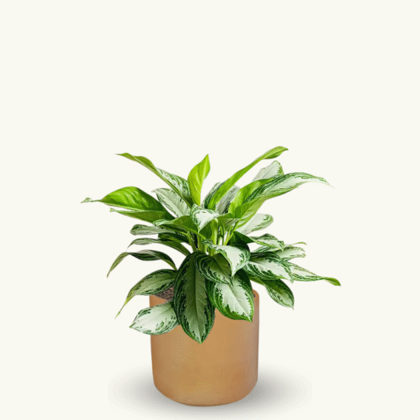AGLAONEMA PATICO - Imagen 4