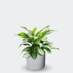 AGLAONEMA PATICO - Imagen 5
