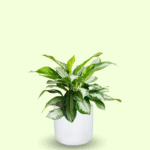 AGLAONEMA PATICO - Imagen 6