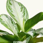 AGLAONEMA PATICO - Imagen 2
