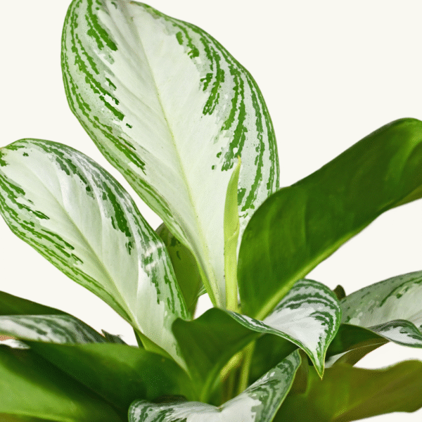 AGLAONEMA PATICO - Imagen 2