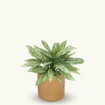 AGLAONEMA SILVER QUEEN - Imagen 5
