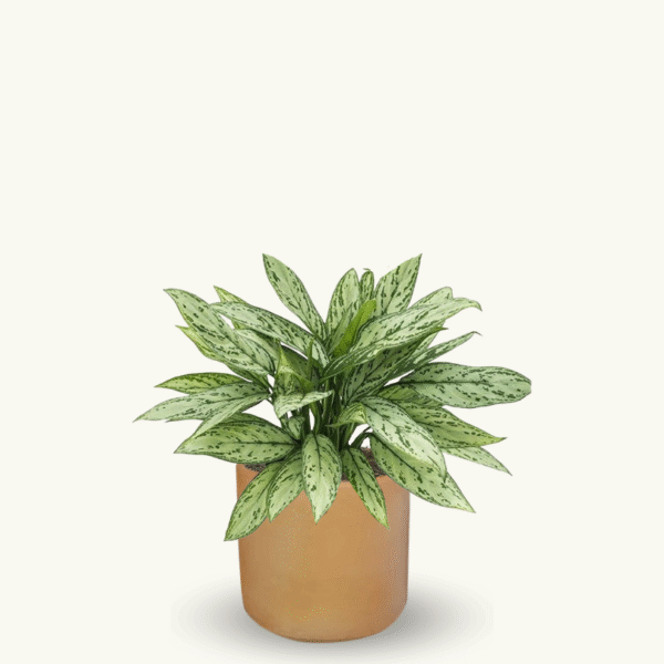 AGLAONEMA SILVER QUEEN - Imagen 5
