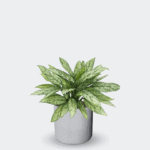 AGLAONEMA SILVER QUEEN - Imagen 6