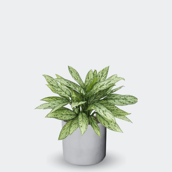AGLAONEMA SILVER QUEEN - Imagen 6