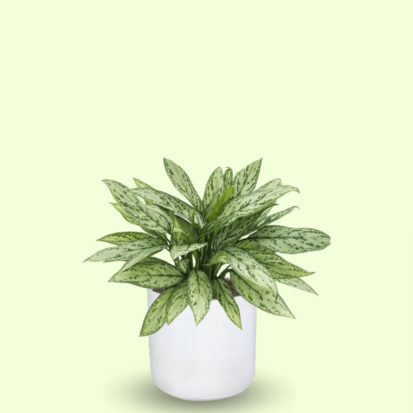 AGLAONEMA SILVER QUEEN - Imagen 7
