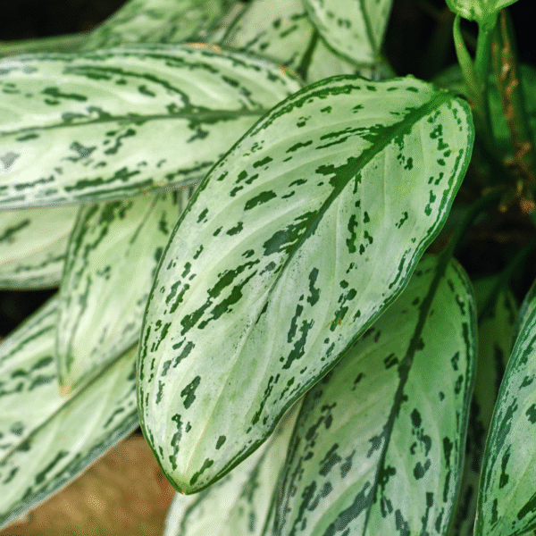 AGLAONEMA SILVER QUEEN - Imagen 2